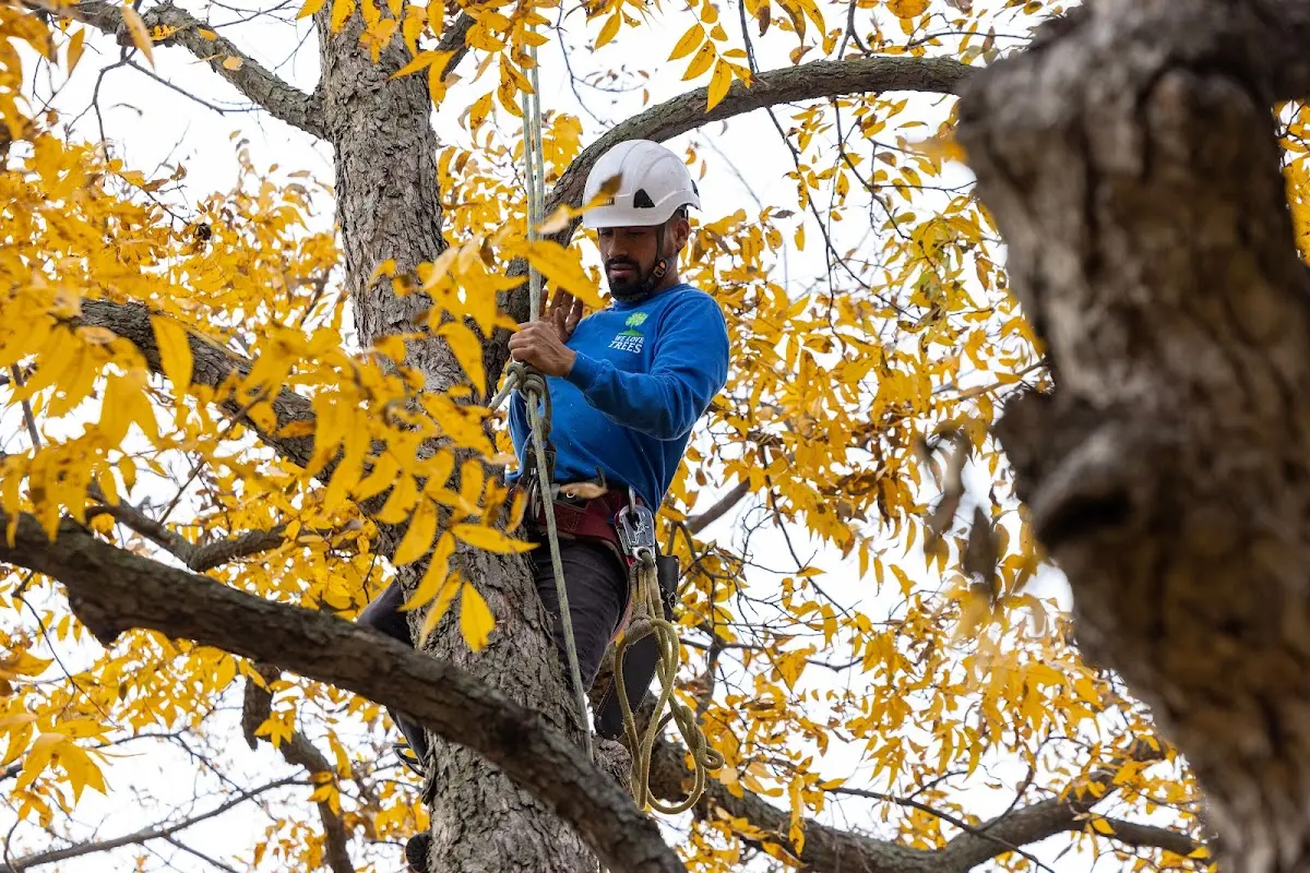 Skilled Tree Planing crew working in Hollister