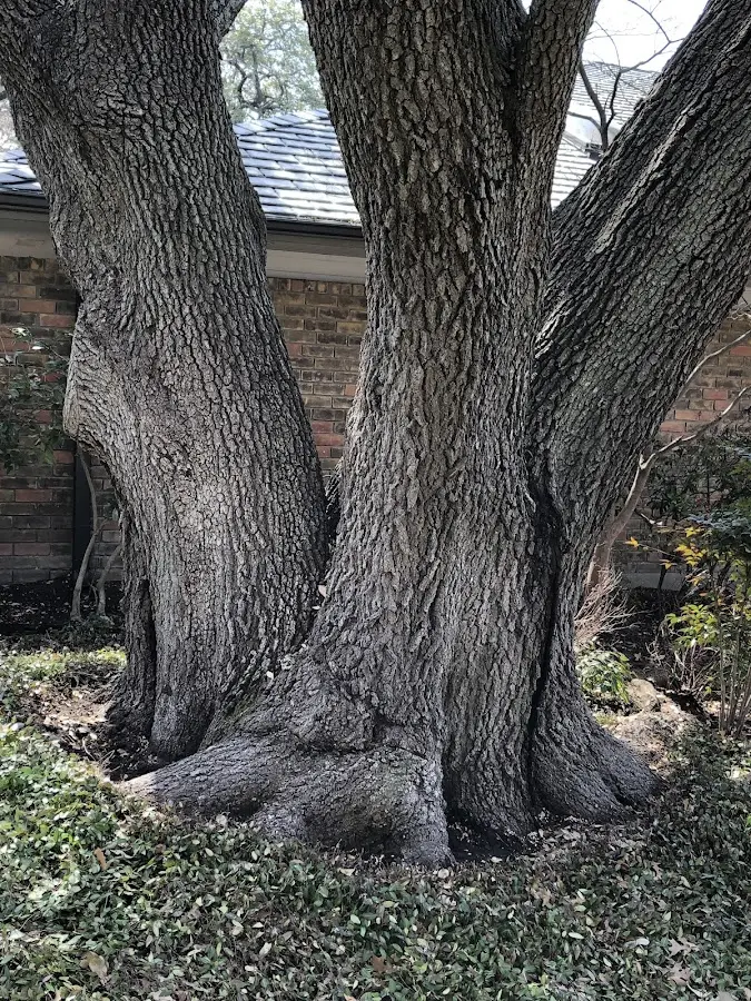 Mature heritage tree close to a Hollister property cared for by certified arborists
